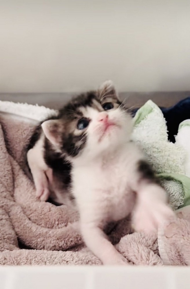 毛布の上で寛ぐ赤ちゃん猫