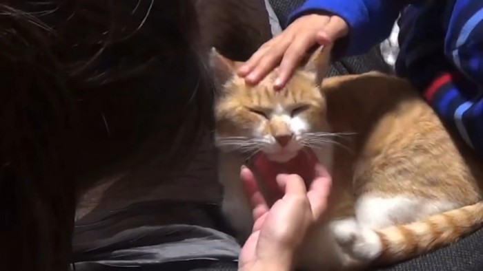 子どもたちになでられる猫