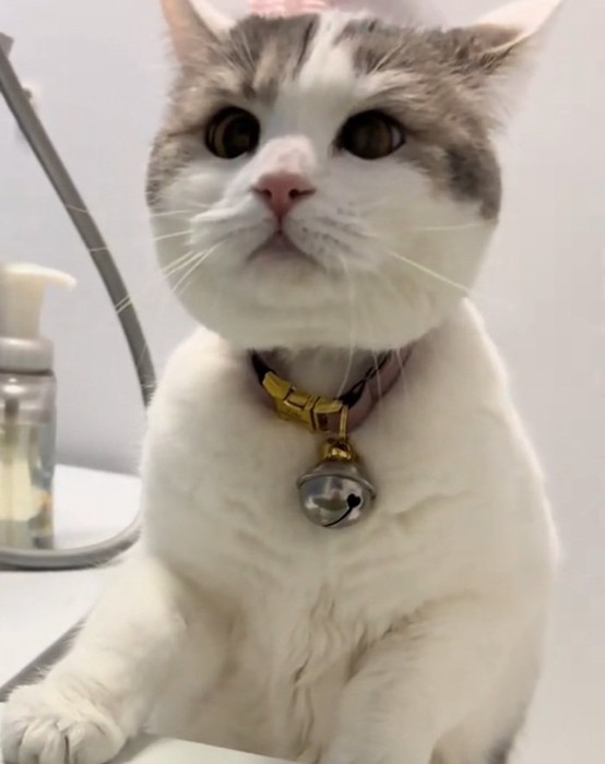 飼い主さんを確認するゆき坊ちゃん