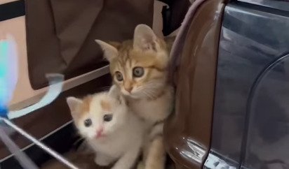 おもちゃを見る2匹の子猫