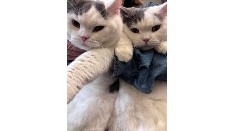 抱かれている猫