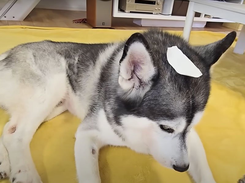 テープを貼られた犬