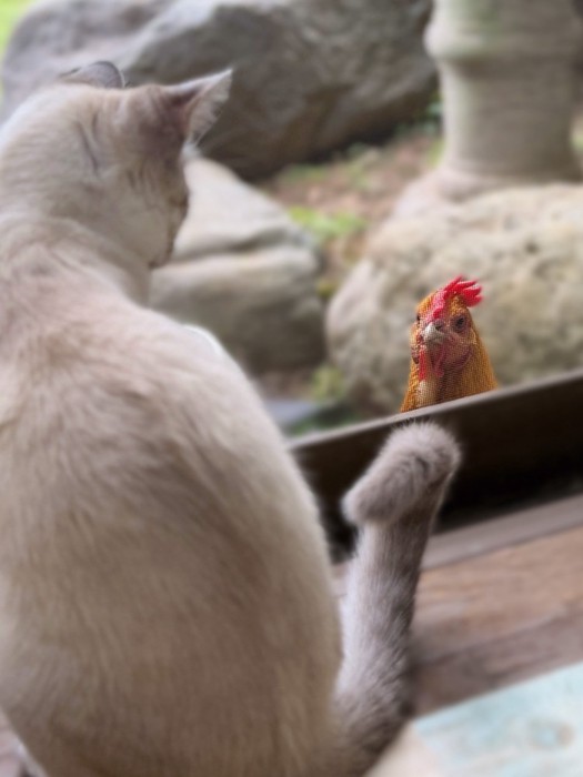 鶏と見つめ合う猫
