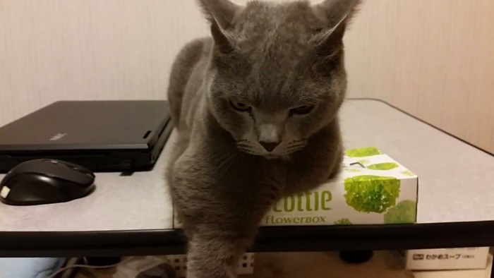 垂れ下がる右前足