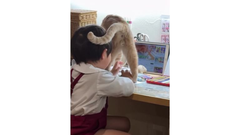 男の子と猫