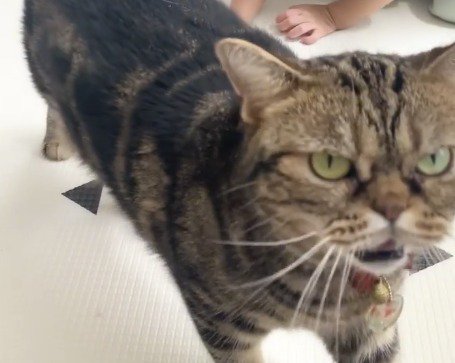 飼い主の言葉に反応して口を開ける猫