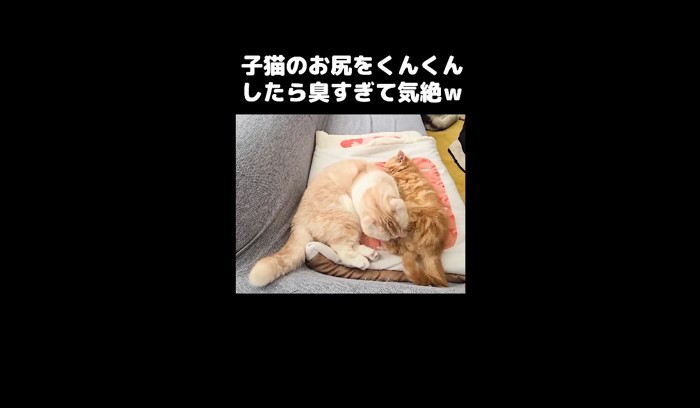 お尻周りを毛づくろい1