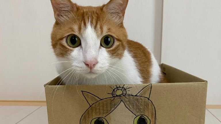 ダンボールに入っている猫