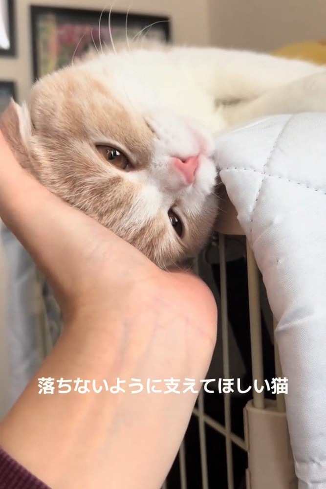 頭を支えられる猫