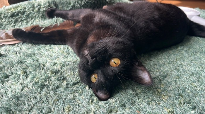 寝転がる黒猫