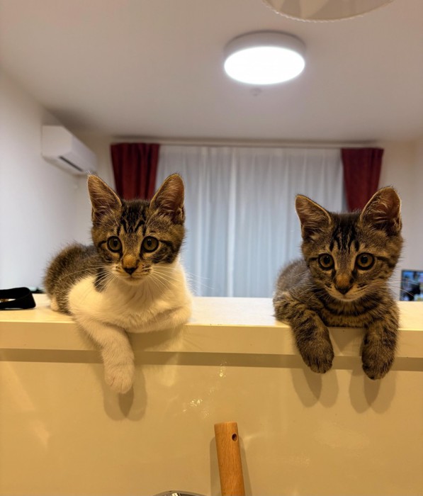 並んで座る2匹の子猫