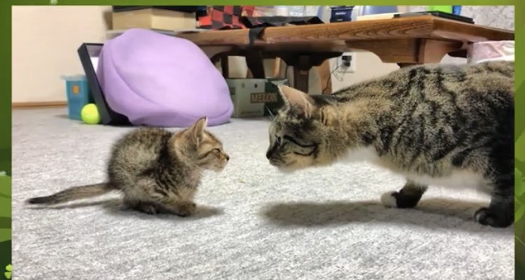 向き合う子猫と成猫
