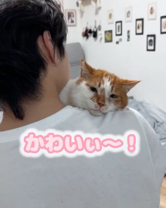 穏やかな表情で見つめ返す猫