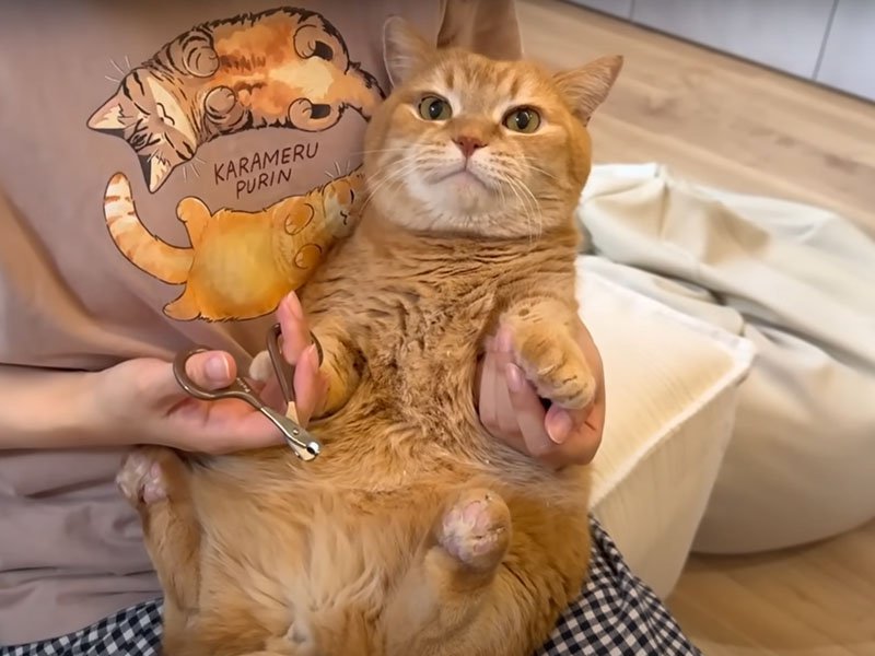 爪切りをされる猫