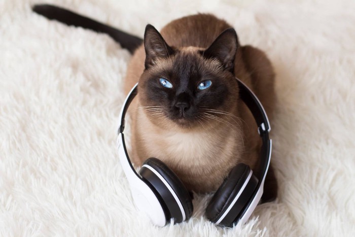 ヘッドフォンを首にかけている猫