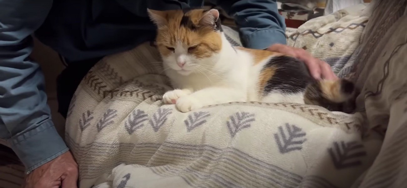 撫でてもらっている猫
