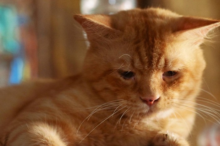 しょんぼりする猫