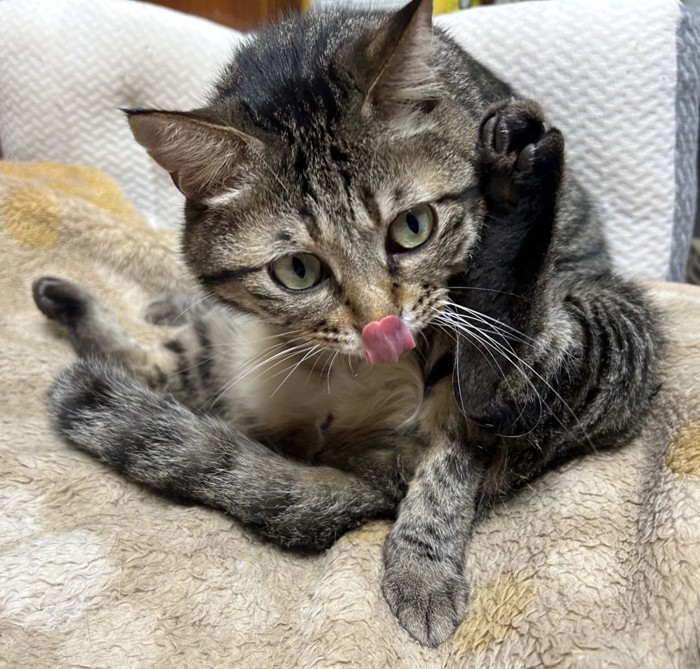 毛づくろいをする猫