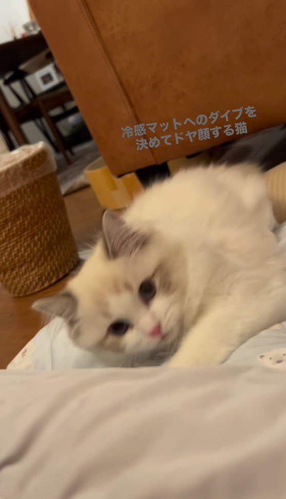 冷感マットの上で体を起こす猫