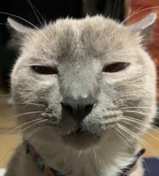 ウォンバットに似ている猫