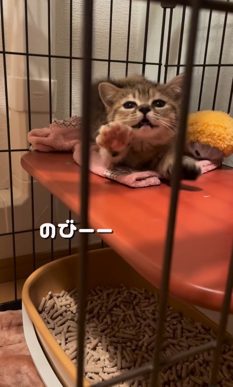 のびをするマンチカンの子猫