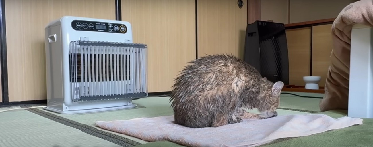 身体を乾かしている猫