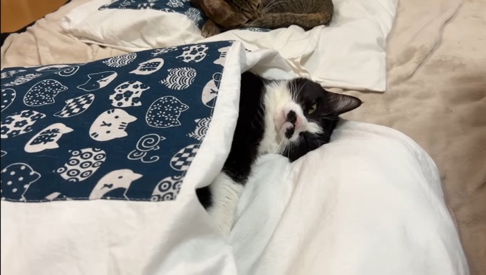 お布団に入るまめちゃん