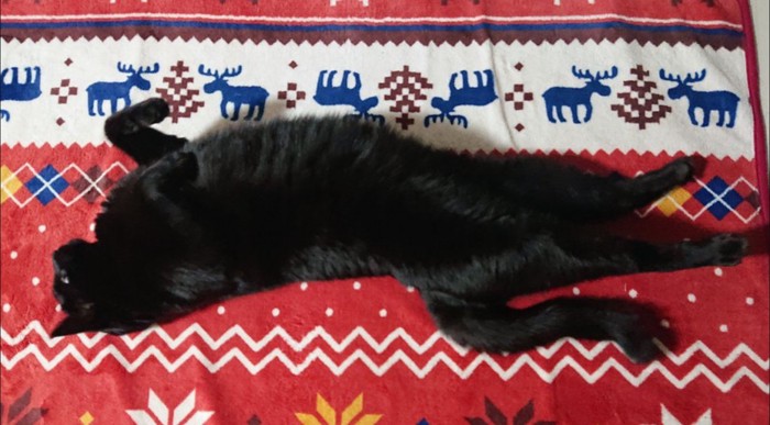 寝転んでいる猫