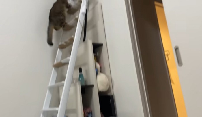 階段はしごを登る猫