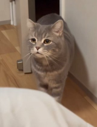 飼い主さんを見つめるメルくん