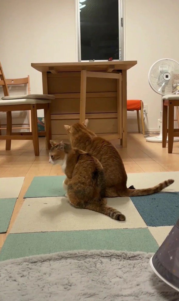 寄り添うきなこちゃんとにゃん太くん