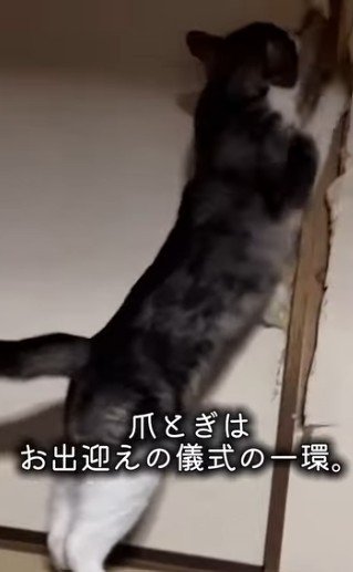 爪とぎをする猫