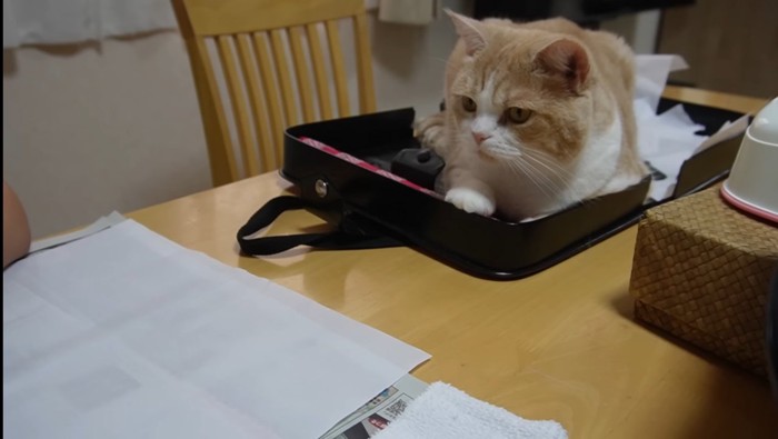 じっと見つめて(アップ)