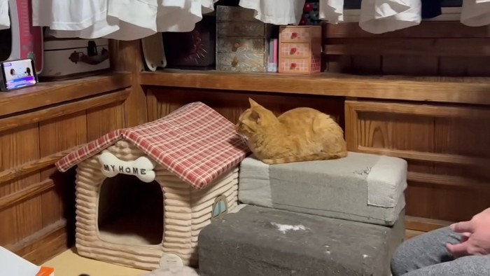 再び真剣にスマホを見る月ちゃん