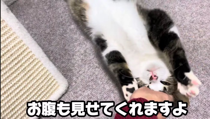 お腹を見せる猫