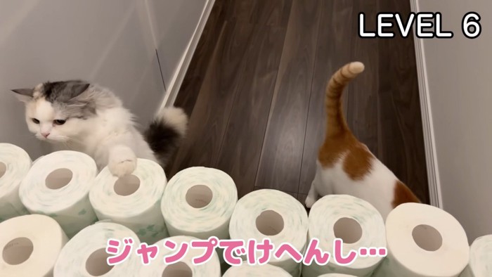 分厚いトイレットペーパーの壁