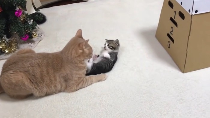 仰向けで成猫を見る子猫