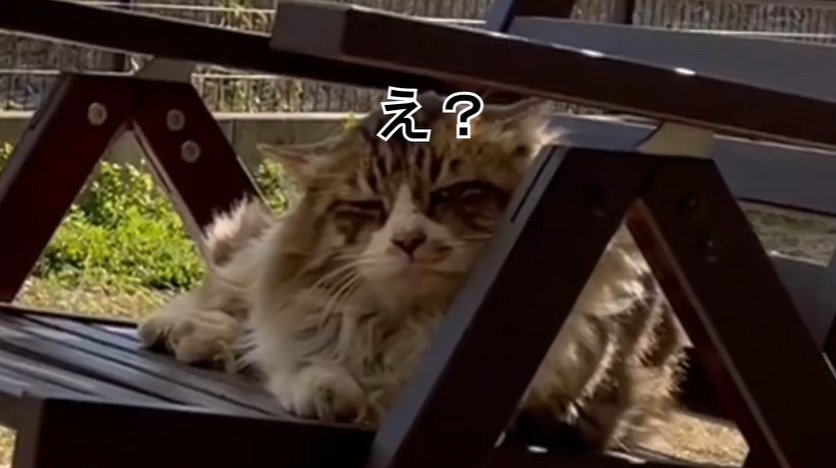 カメラ目線の猫