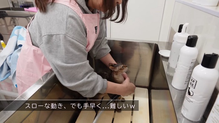 シャワーで濡らされる猫