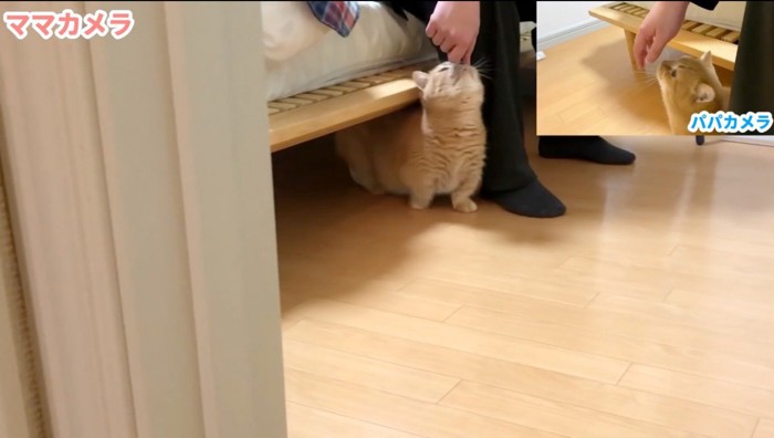男性の手の匂いを嗅ぐ猫