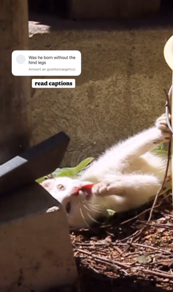 グルーミングする猫1