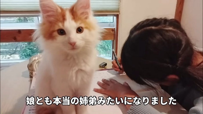 テーブルに座る猫