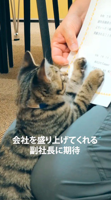 紙に前足を乗せる猫