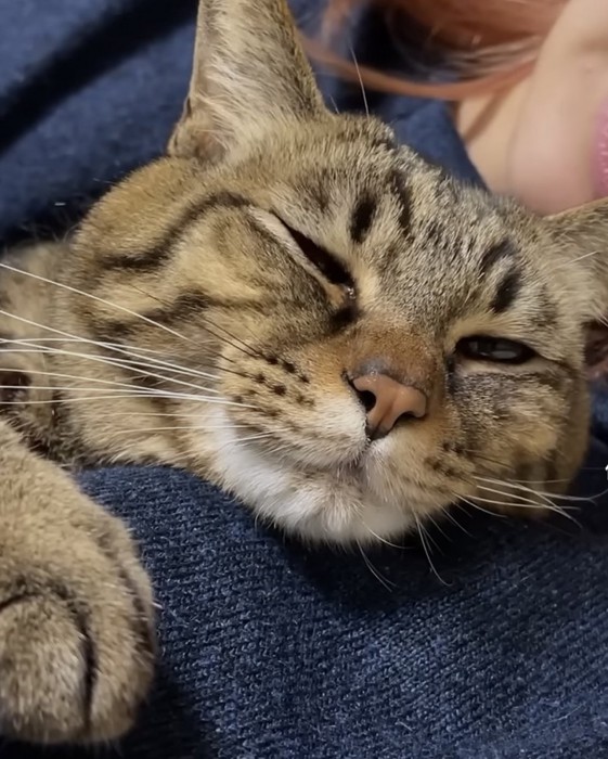 目を細める猫の写真