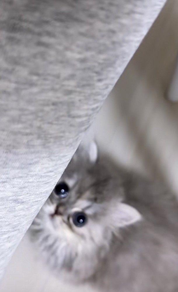 上目遣いをする猫の写真
