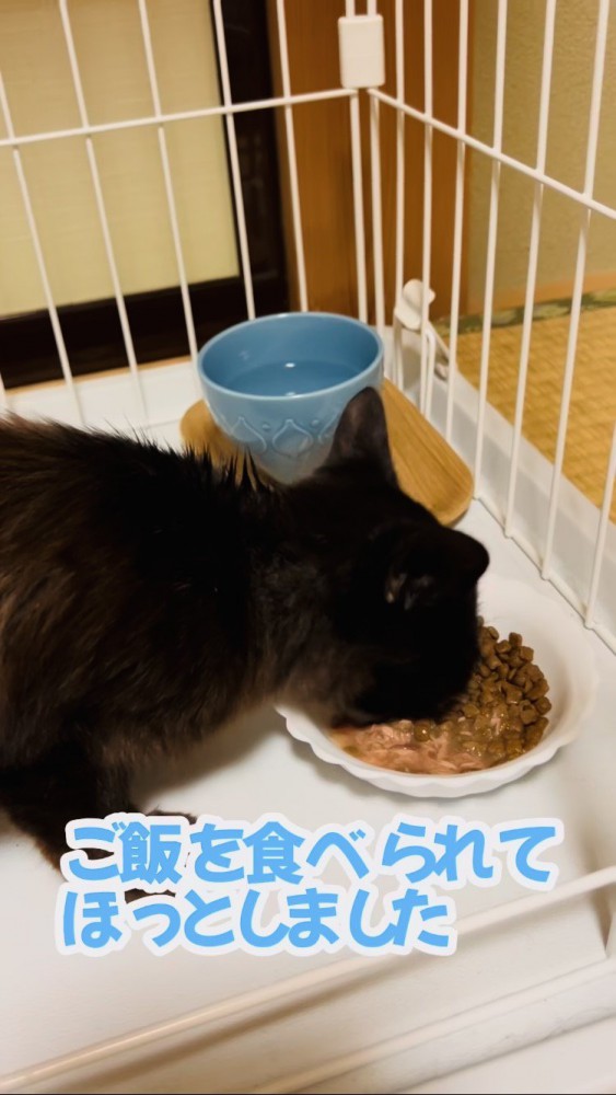 ごはんを食べる子猫