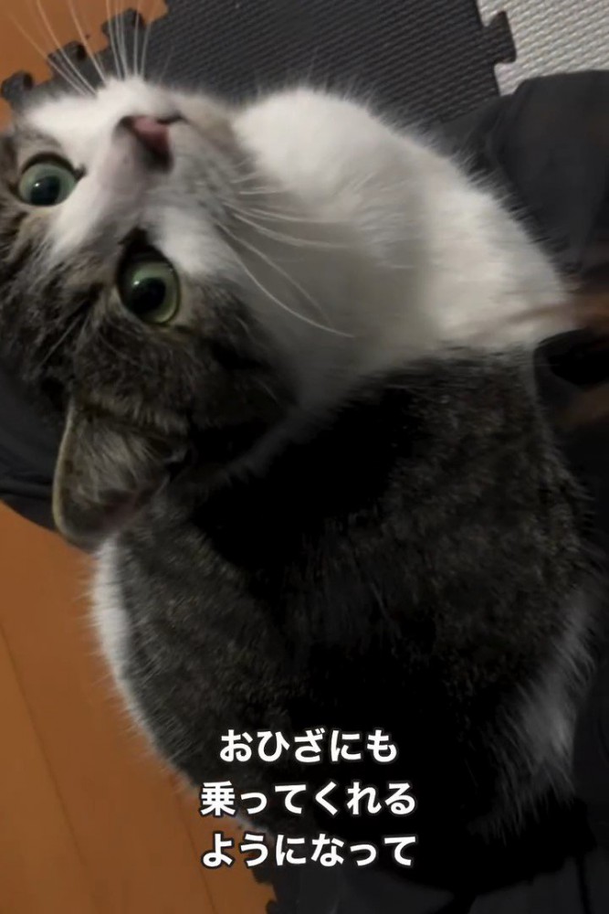 膝の上に乗る猫