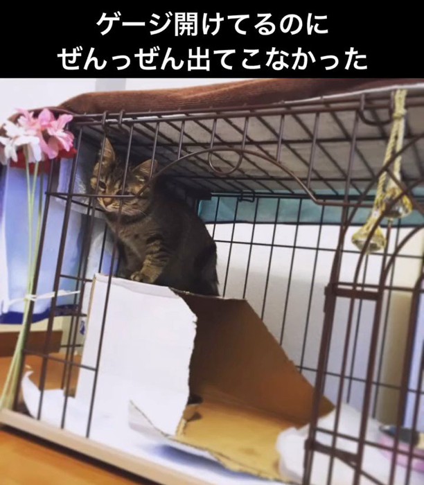 ケージの中にいる猫