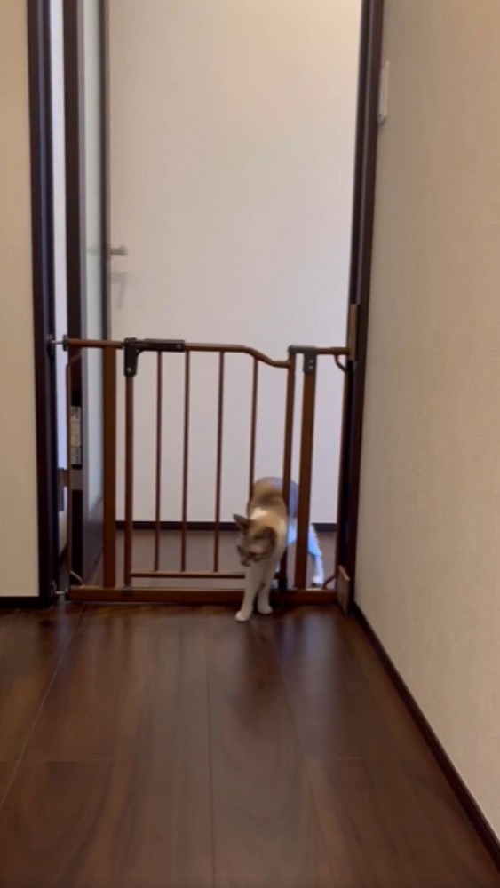 ゲートの隙間をくぐる猫