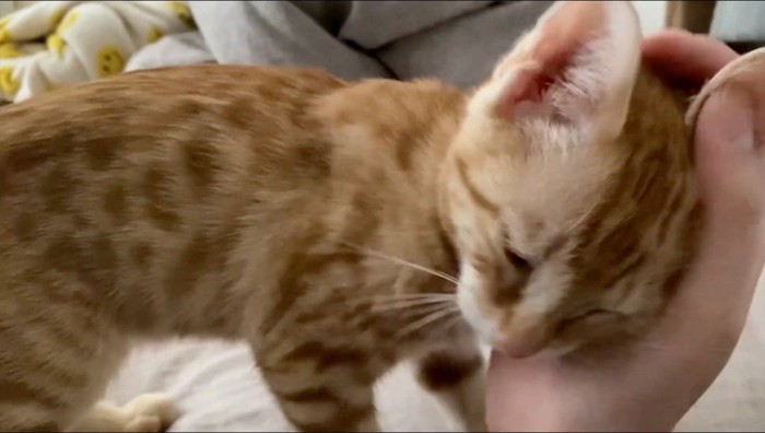 飼い主の手のひらに頭を押しつける猫